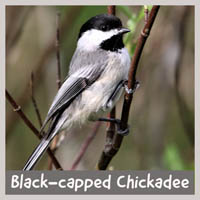 Black-capped Chickadee